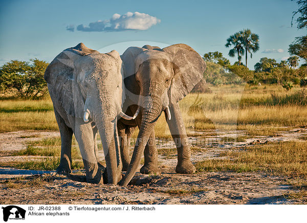 Afrikanische Elefanten / African elephants / JR-02388