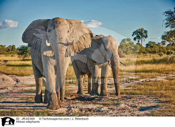 Afrikanische Elefanten / African elephants / JR-02389
