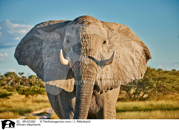 Afrikanische Elefanten / African elephants / JR-02390