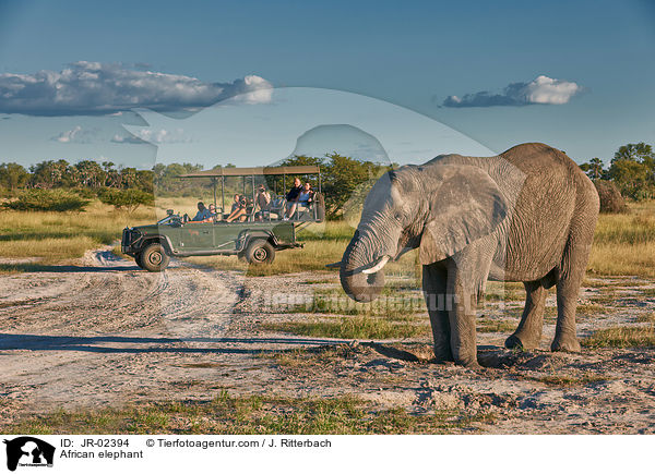 Afrikanischer Elefant / African elephant / JR-02394