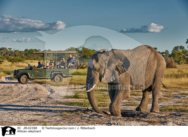 Afrikanischer Elefant / African elephant / JR-02396