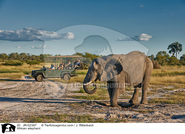 Afrikanischer Elefant / African elephant / JR-02397