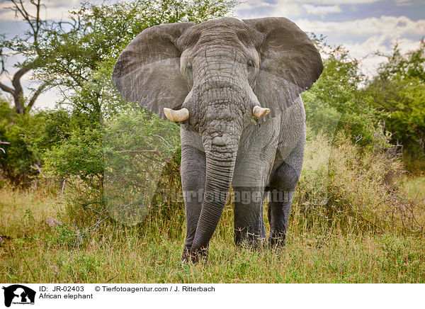 Afrikanischer Elefant / African elephant / JR-02403
