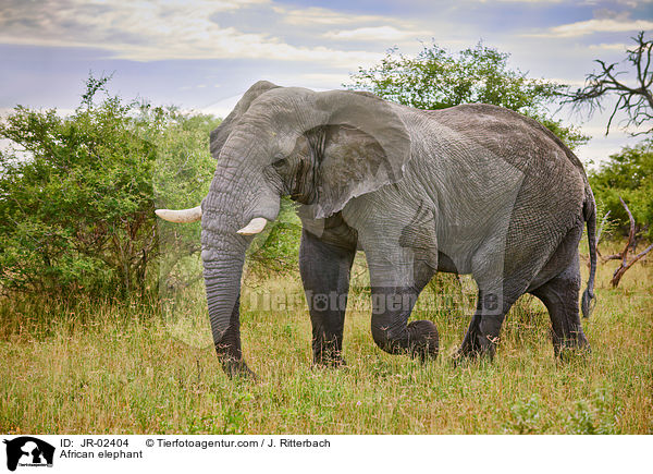 Afrikanischer Elefant / African elephant / JR-02404