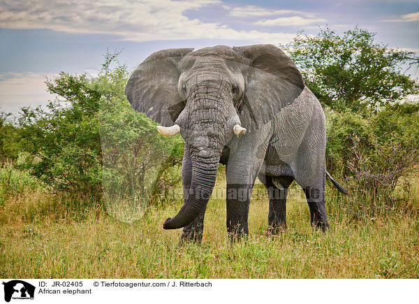 Afrikanischer Elefant / African elephant / JR-02405