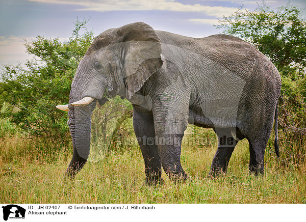 Afrikanischer Elefant / African elephant / JR-02407