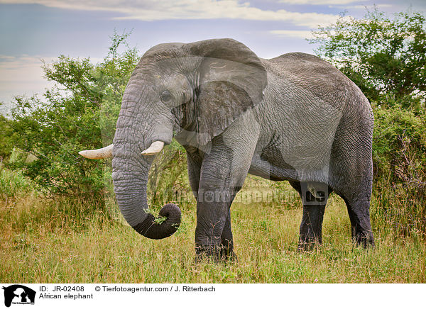 Afrikanischer Elefant / African elephant / JR-02408