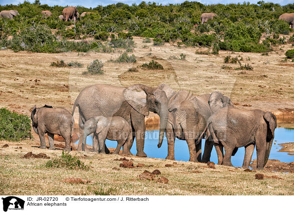 Afrikanische Elefanten / African elephants / JR-02720