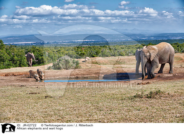 Afrikanische Elefanten und Warzenschweine / African elephants and wart hogs / JR-02722