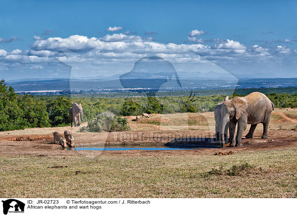 Afrikanische Elefanten und Warzenschweine / African elephants and wart hogs / JR-02723