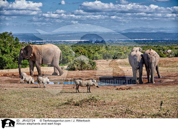 Afrikanische Elefanten und Warzenschweine / African elephants and wart hogs / JR-02724
