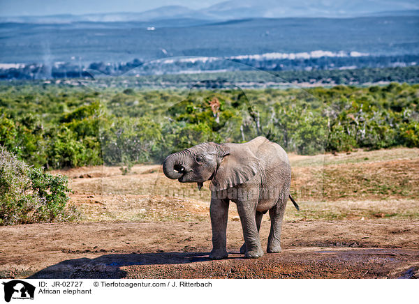 Afrikanischer Elefant / African elephant / JR-02727