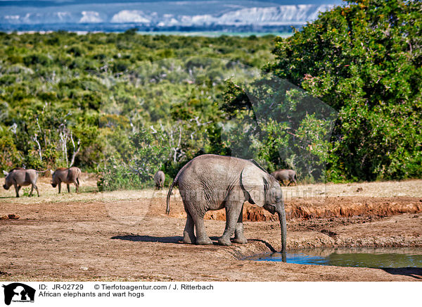 Afrikanische Elefanten und Warzenschweine / African elephants and wart hogs / JR-02729