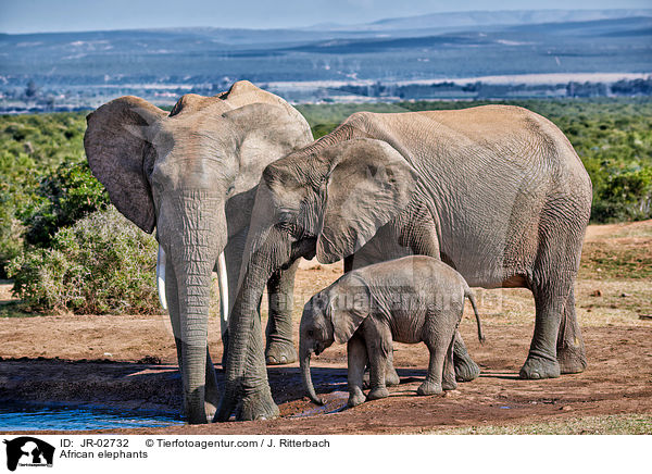 Afrikanische Elefanten / African elephants / JR-02732