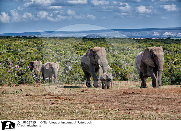 Afrikanische Elefanten / African elephants / JR-02735