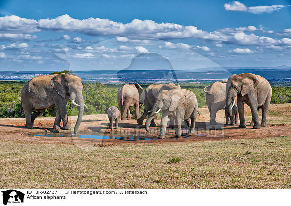 Afrikanische Elefanten / African elephants / JR-02737
