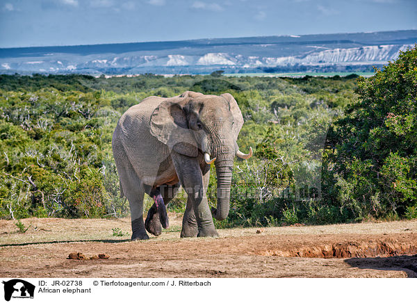 Afrikanischer Elefant / African elephant / JR-02738