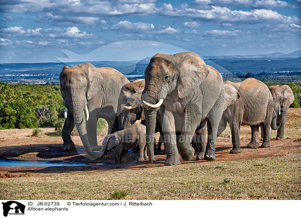 Afrikanische Elefanten / African elephants / JR-02739