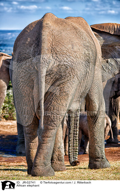 Afrikanischer Elefant / African elephant / JR-02741