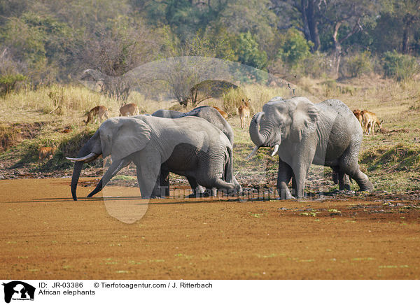African elephants / JR-03386