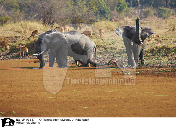 African elephants / JR-03387
