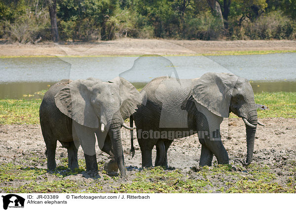 African elephants / JR-03389