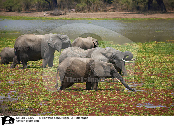 African elephants / JR-03392