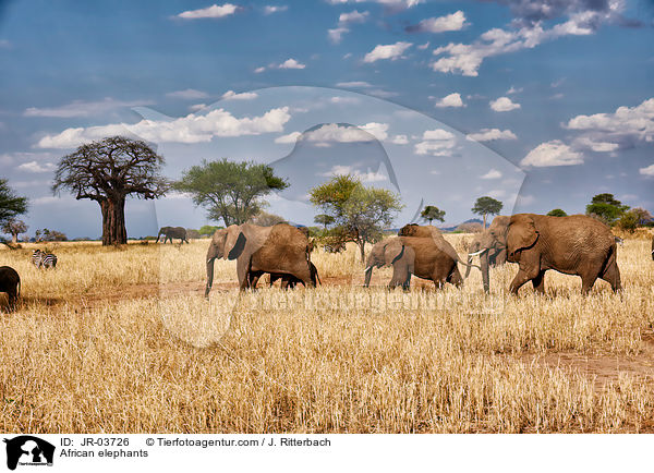 Afrikanische Elefanten / African elephants / JR-03726