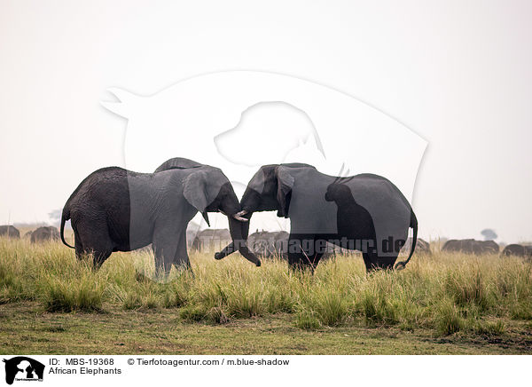 Afrikanische Elefanten / African Elephants / MBS-19368