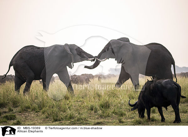 African Elephants / MBS-19369