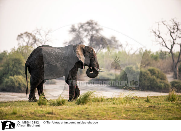 Afrikanischer Elefant / African Elephant / MBS-19382