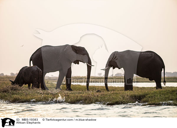 African Elephants / MBS-19383
