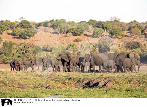 African Elephants / MBS-19461