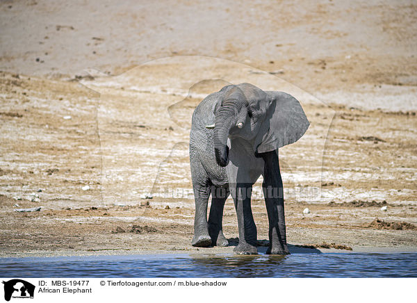 Afrikanischer Elefant / African Elephant / MBS-19477