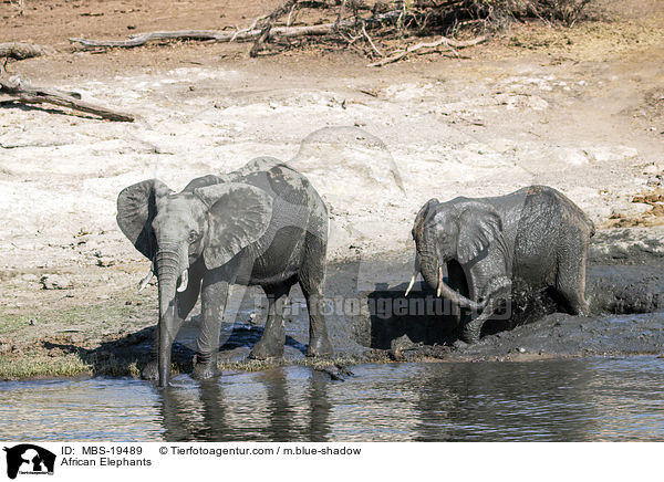 Afrikanische Elefanten / African Elephants / MBS-19489