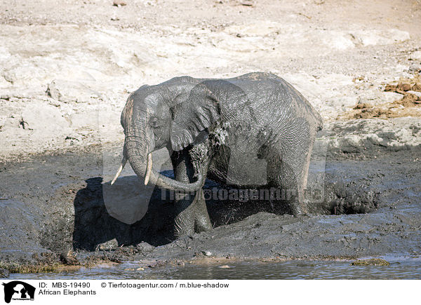Afrikanische Elefanten / African Elephants / MBS-19490