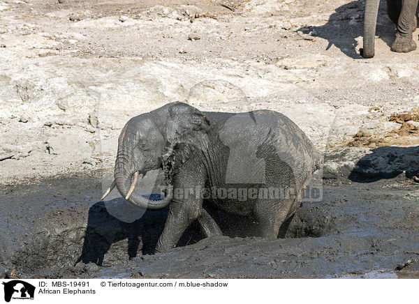 Afrikanische Elefanten / African Elephants / MBS-19491