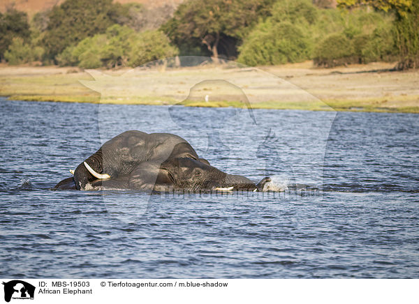 Afrikanischer Elefant / African Elephant / MBS-19503