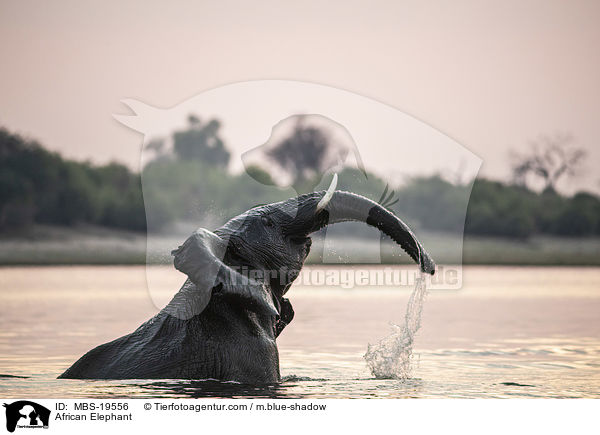Afrikanischer Elefant / African Elephant / MBS-19556