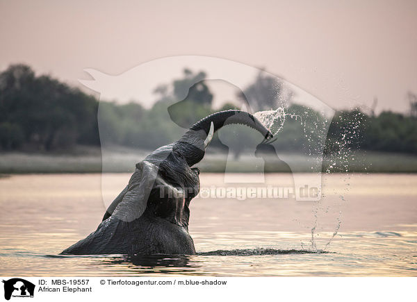 Afrikanischer Elefant / African Elephant / MBS-19557