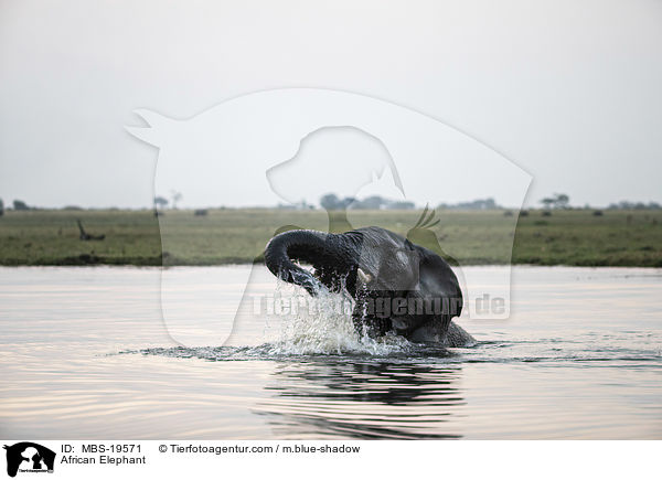 Afrikanischer Elefant / African Elephant / MBS-19571