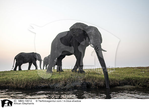 Afrikanische Elefanten / African Elephants / MBS-19612