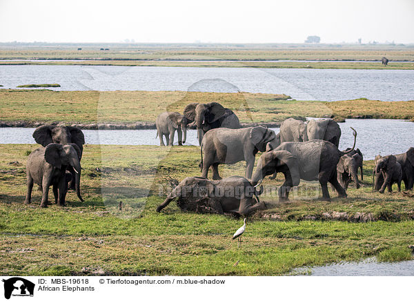 African Elephants / MBS-19618