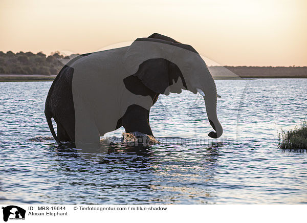 Afrikanischer Elefant / African Elephant / MBS-19644