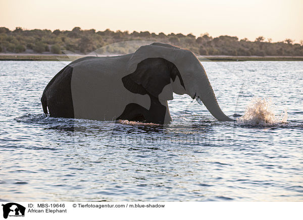 Afrikanischer Elefant / African Elephant / MBS-19646