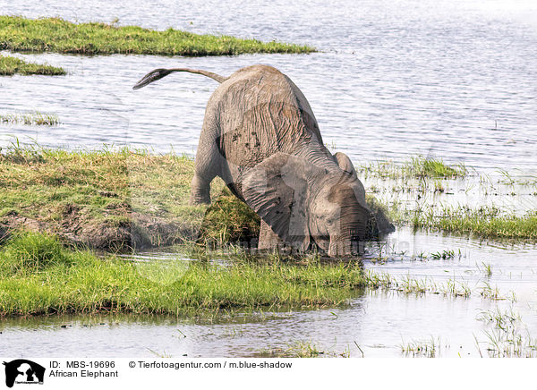 Afrikanischer Elefant / African Elephant / MBS-19696