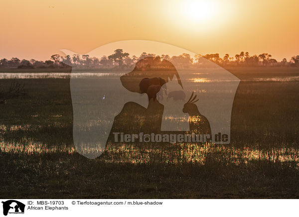 Afrikanische Elefanten / African Elephants / MBS-19703