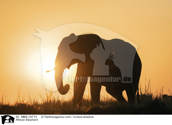 Afrikanischer Elefant / African Elephant / MBS-19710
