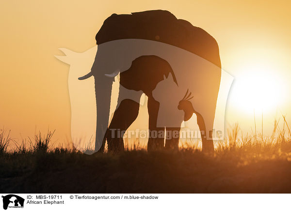 Afrikanischer Elefant / African Elephant / MBS-19711