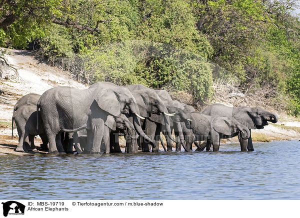 African Elephants / MBS-19719